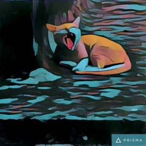Download Prisma Apk Photo Editor App for Android
