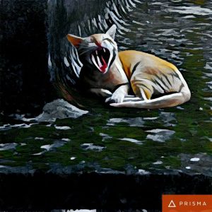 Download Prisma Apk Photo Editor App for Android
